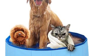 猫洗澡多长时间 猫洗澡多久一次